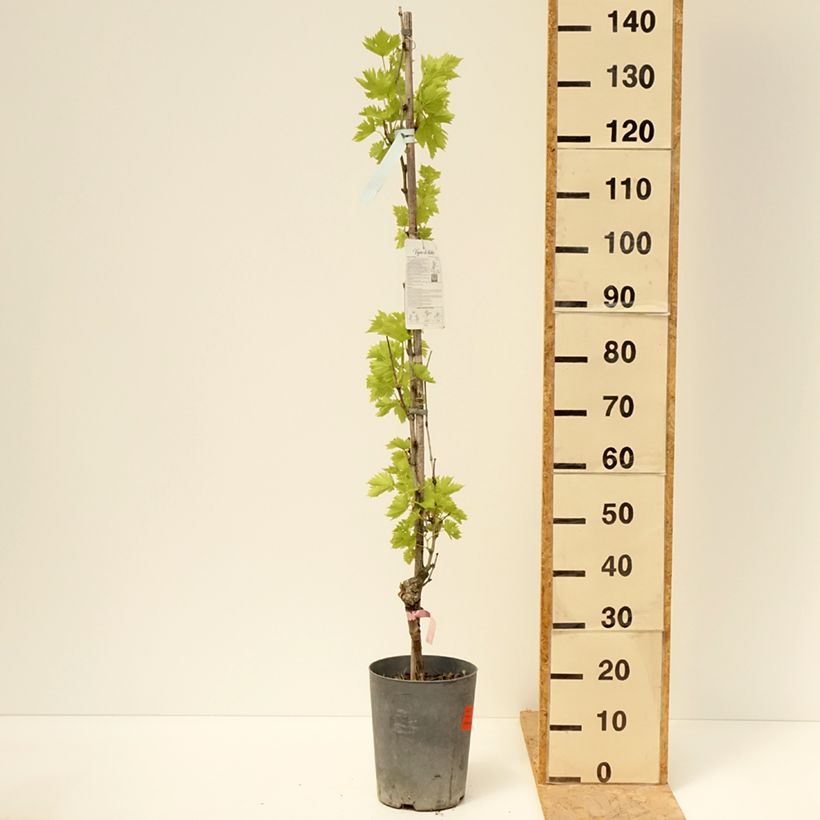 Vid Argentina (GARGIULO 130387) Maceta 4L/5L Ejemplar entregado en la primavera