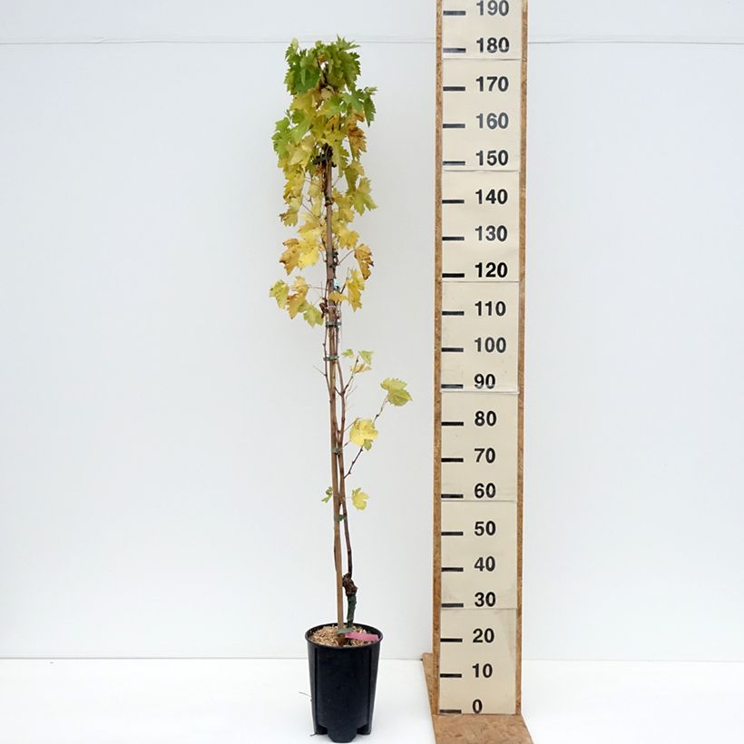 Ejemplar de Vid Miss Pink Maceta 4L/5L entregado en otoño