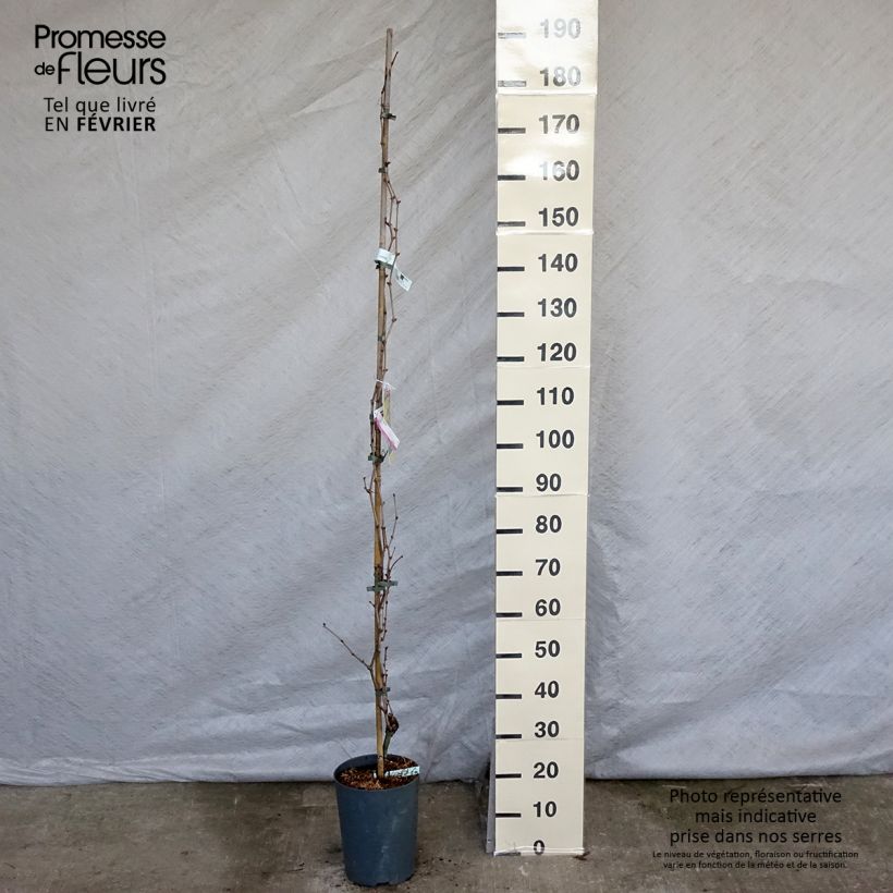 Vid Palatina Maceta 4L/5L Ejemplar entregado en invierno