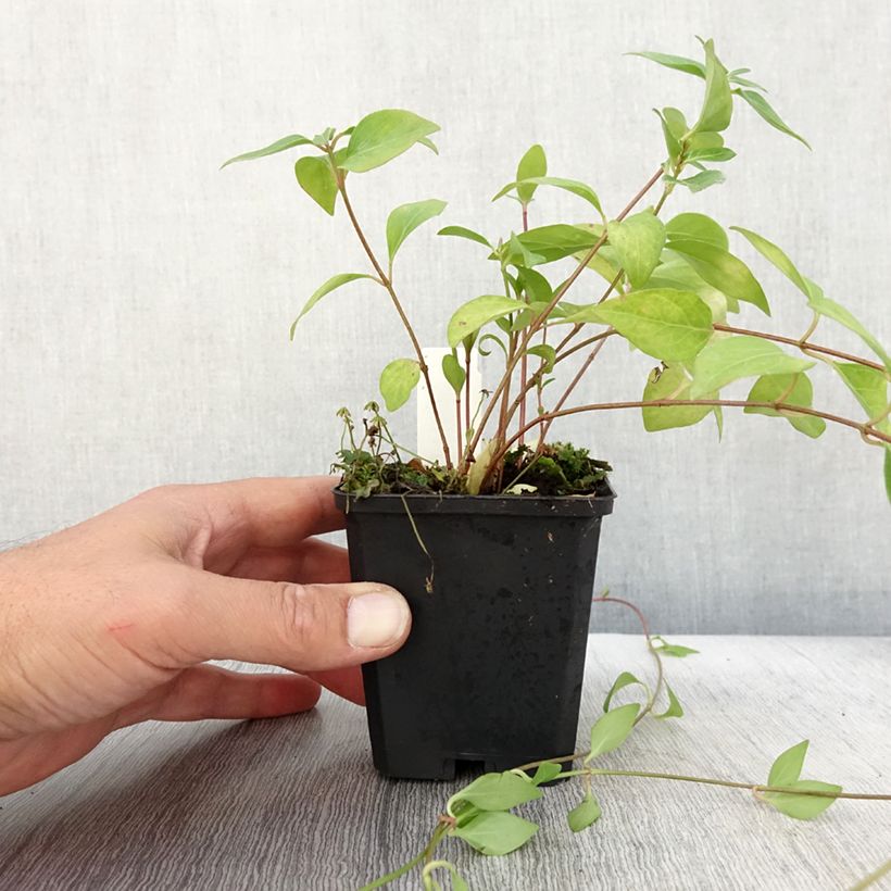 Ejemplar de Vinca major Alba - Hierba doncella Maceta de 8/9 cm entregado en otoño