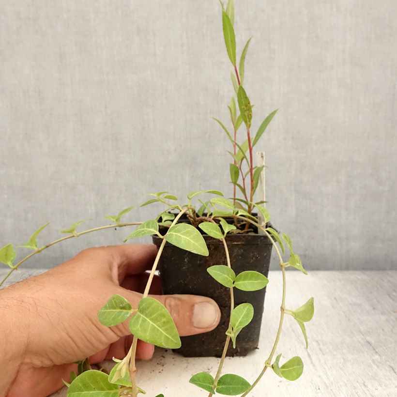 Ejemplar de Vinca minor Alba Maceta de 8/9 cm entregado en verano