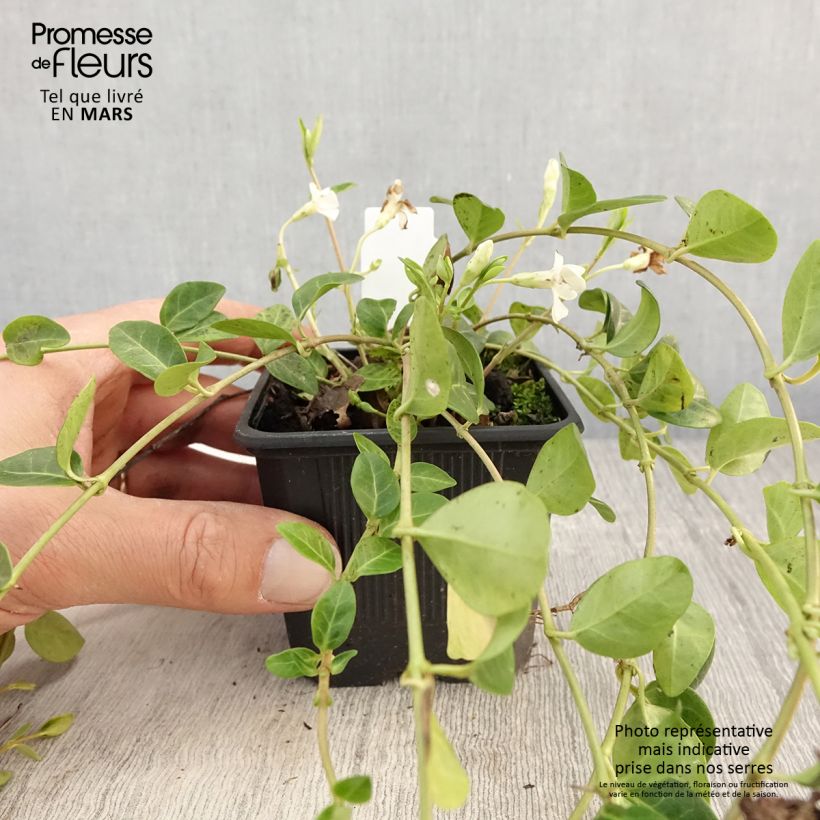 Vinca minor Alba Maceta de 8/9 cm Ejemplar entregado en la primavera