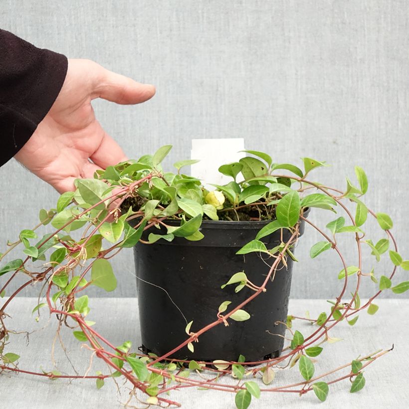 Ejemplar de Vinca minor Alba Maceta 2L/3L entregado en otoño