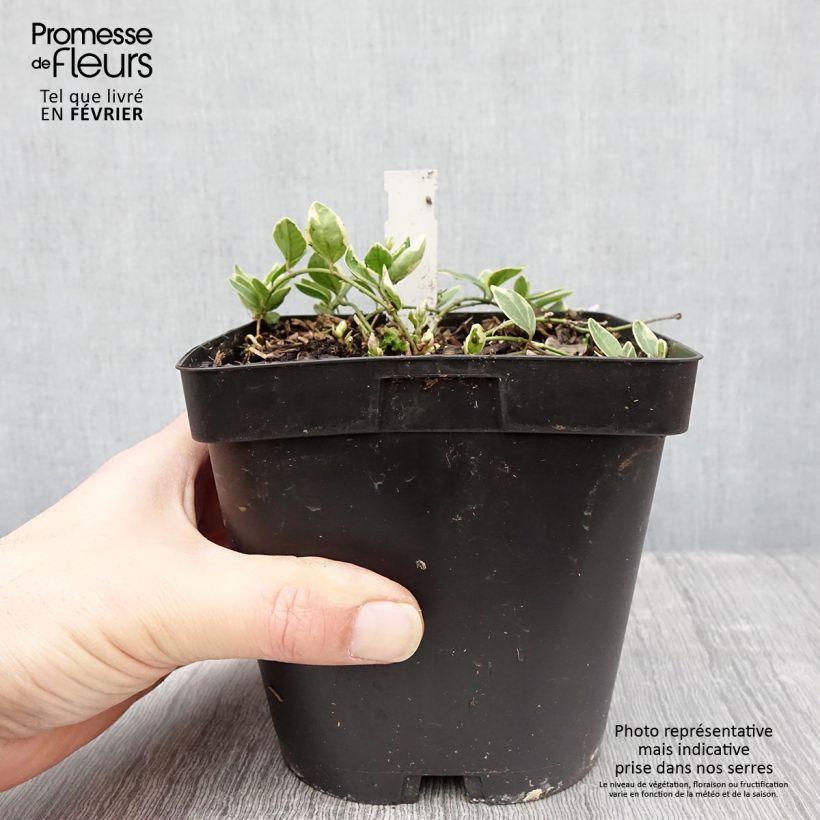 Vinca minor Argenteovariegata Maceta 2L/3L Ejemplar entregado en invierno