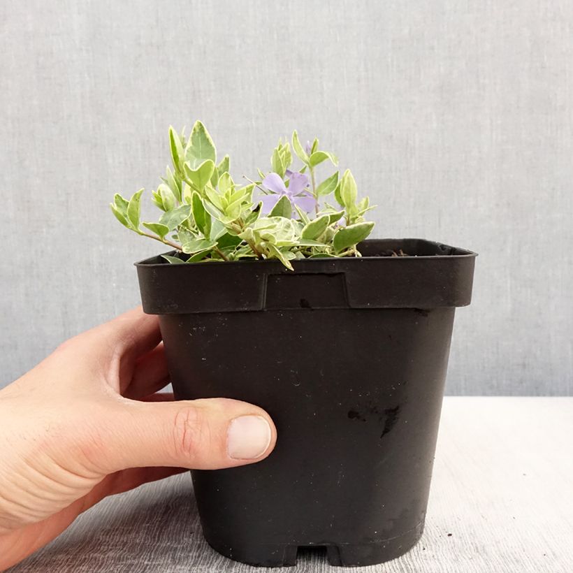 Vinca minor Argenteovariegata Maceta 2L/3L Ejemplar entregado en la primavera
