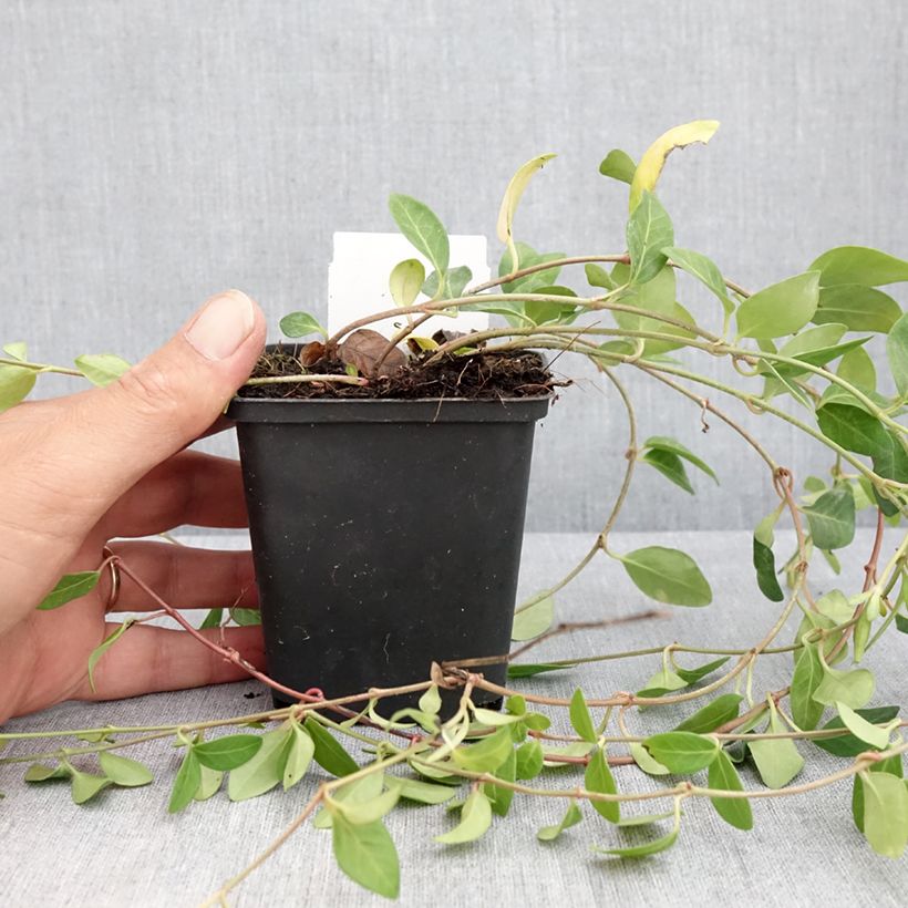Ejemplar de Vinca minor Atropurpurea Maceta de 8/9 cm entregado en verano