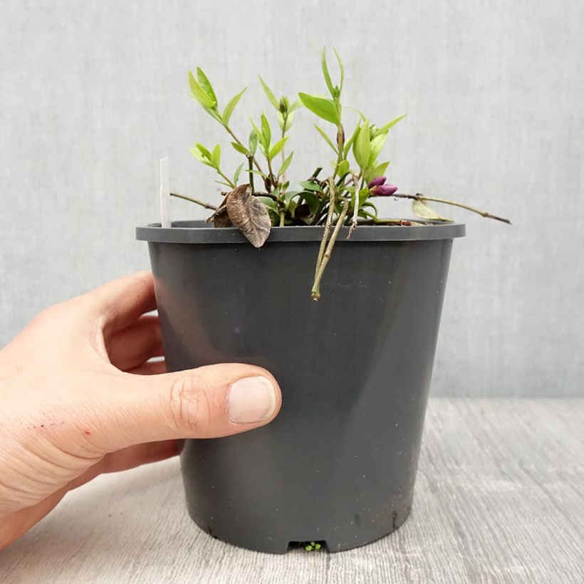 Vinca minor Atropurpurea Maceta 2L/3L Ejemplar entregado en la primavera