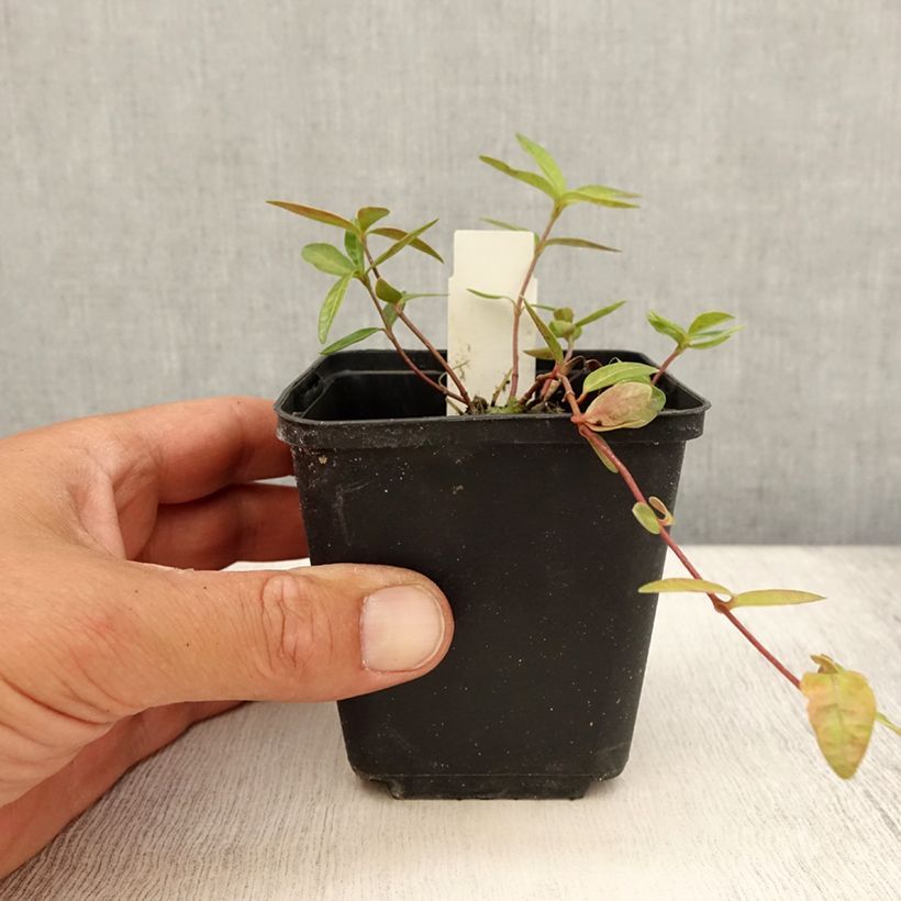 Ejemplar de Vinca minor Flower Power Maceta de 8/9 cm entregado en verano