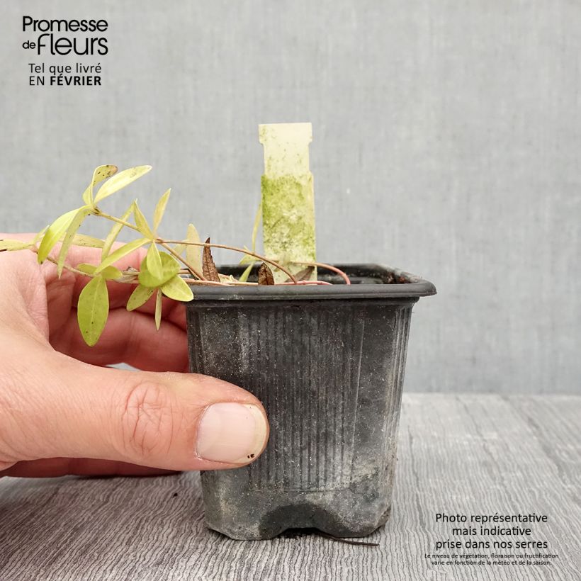 Vinca minor Grüner Teppich Maceta de 8/9 cm Ejemplar entregado en invierno