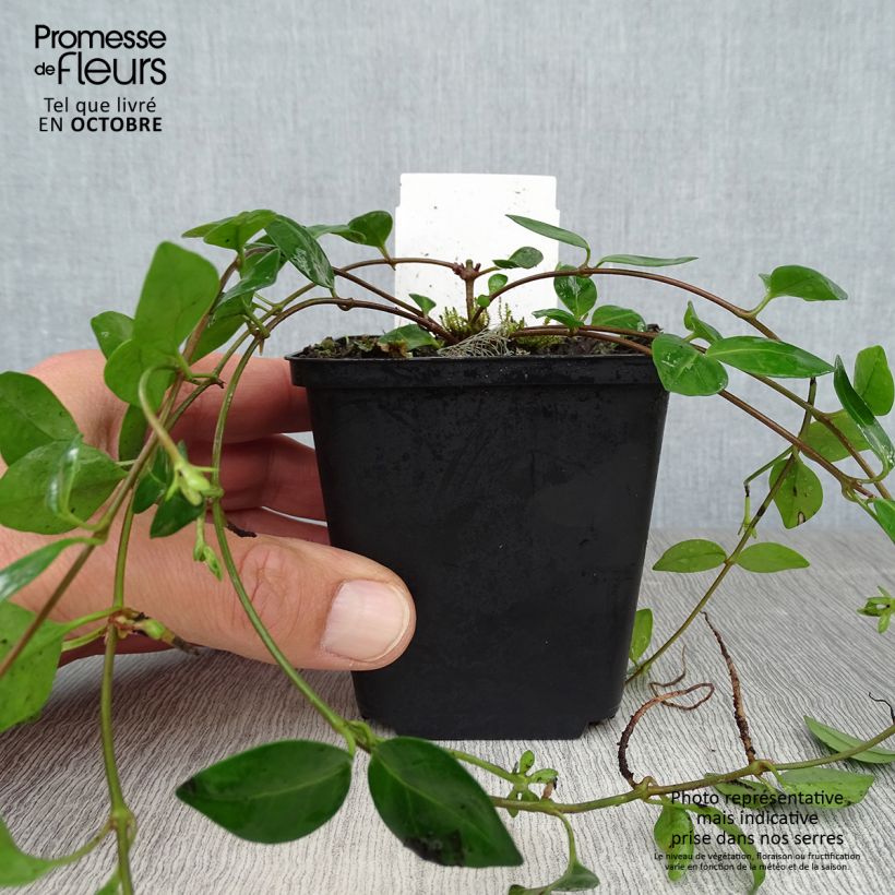 Ejemplar de Vinca minor Marie Maceta de 8/9 cm entregado en otoño