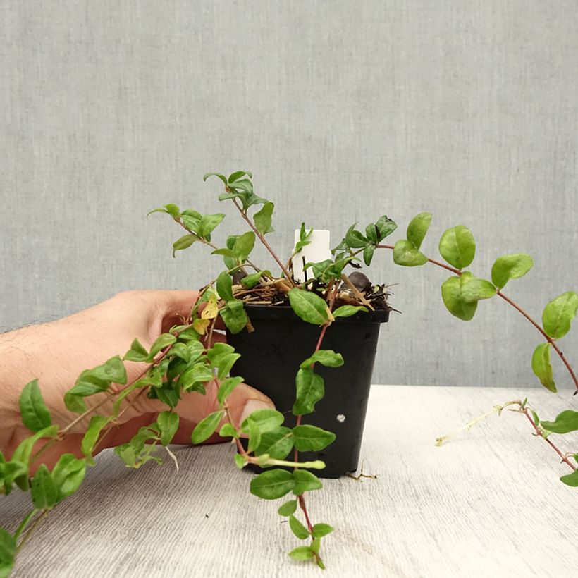Ejemplar de Vinca minor Multiplex Maceta de 8/9 cm entregado en otoño