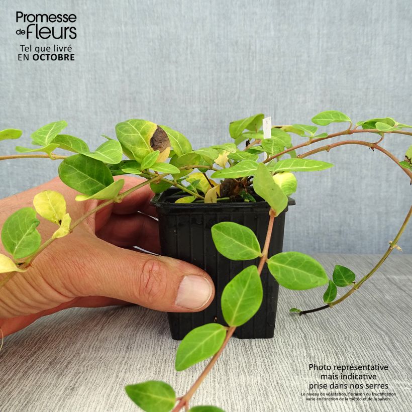 Ejemplar de Vinca minor - Brusela Maceta de 7/8 cm entregado en otoño