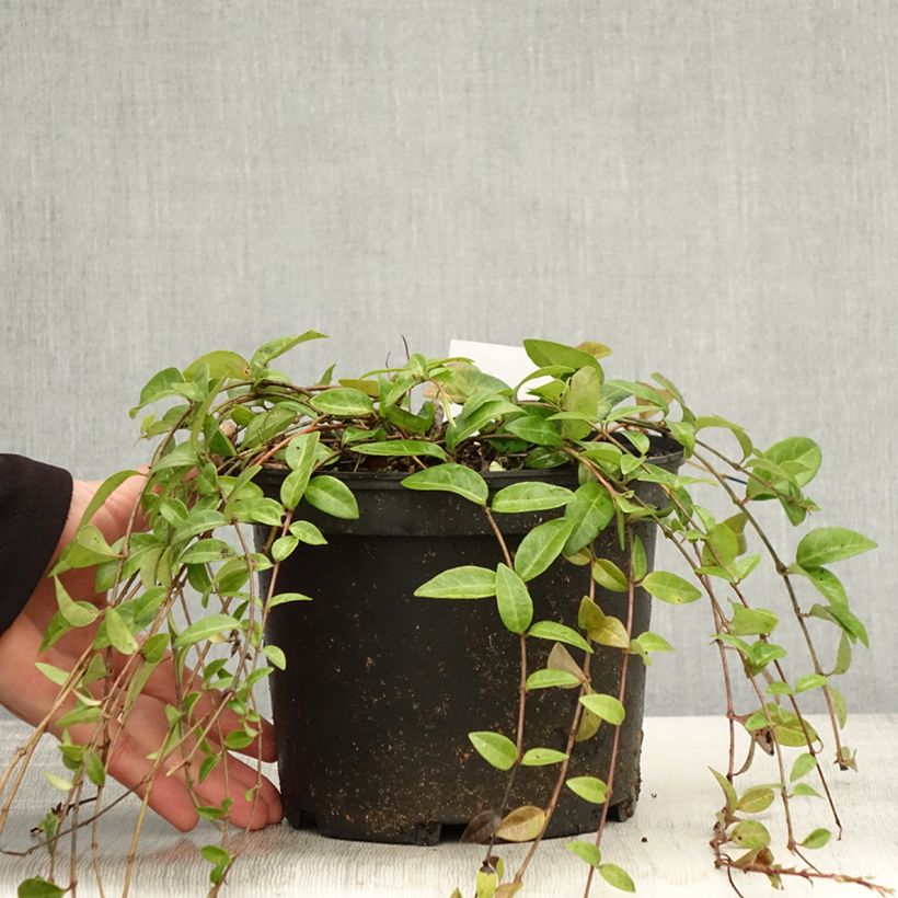 Ejemplar de Vinca minor - Brusela Maceta 2L/3L entregado en otoño