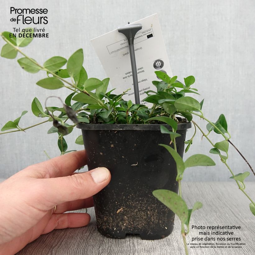 Ejemplar de Vinca minor Sebastian's Beste Maceta 2L/3L entregado en otoño
