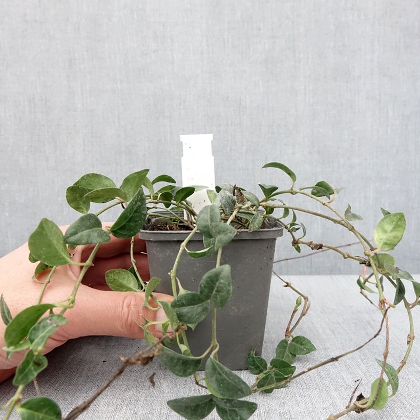 Vinca minor Valentin Maceta de 8/9 cm Ejemplar entregado en invierno