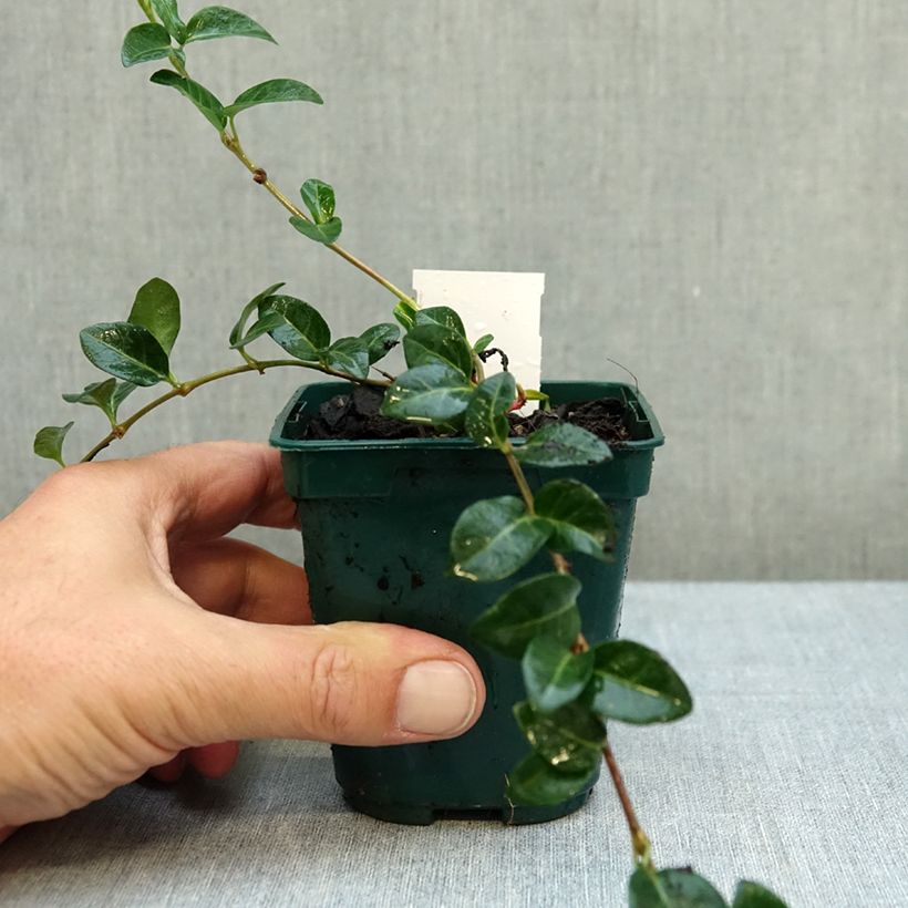 Ejemplar de Vinca minor White Power Maceta de 8/9 cm entregado en otoño