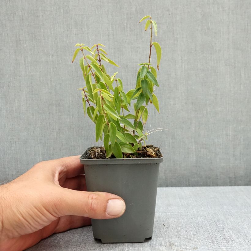Ejemplar de Vincetoxicum hirundinaria Maceta de 8/9 cm entregado en verano