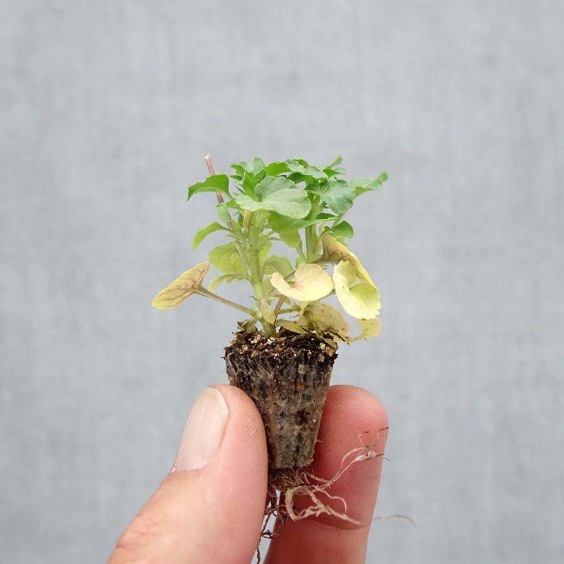 Ejemplar de Viola cornuta Butterfly Orange and Purple - Violeta minicepellón: de 2,2 cm x 2 cm en bandeja de cultivo por 35 entregado en otoño