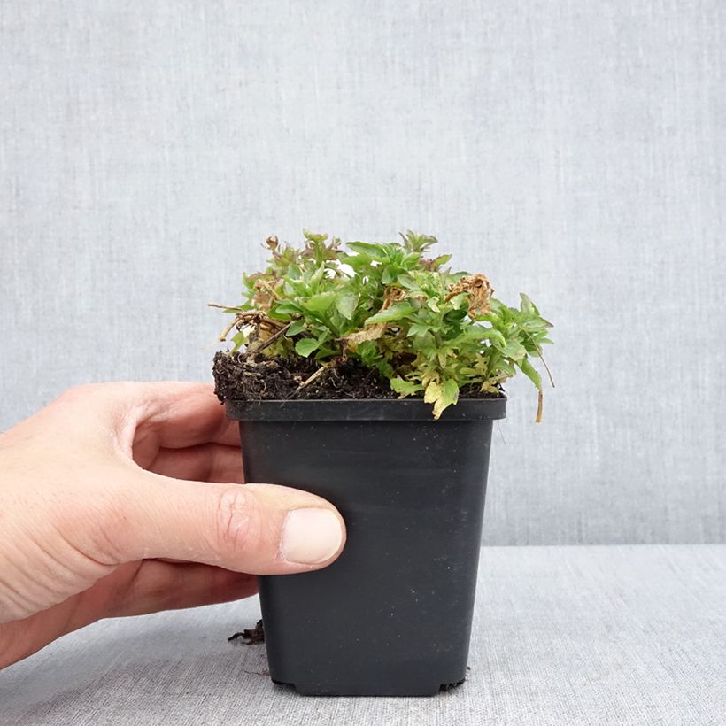 Viola cornuta Icy but spicy - Violeta Maceta de 8/9 cm Ejemplar entregado en la primavera