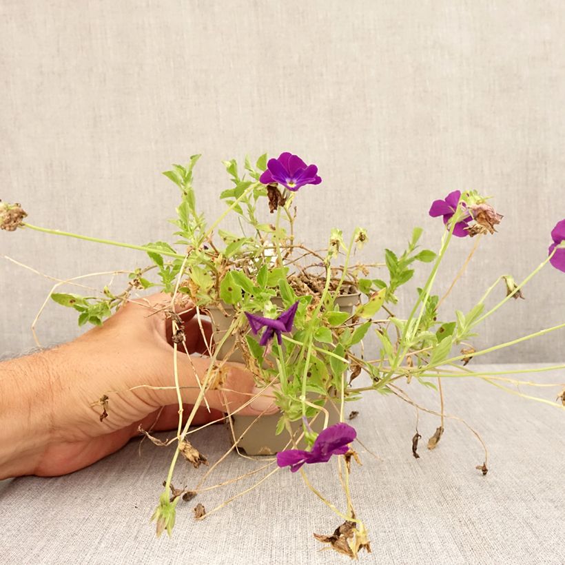 Ejemplar de Viola cornuta Martin - Violeta Maceta de 8/9 cm entregado en verano