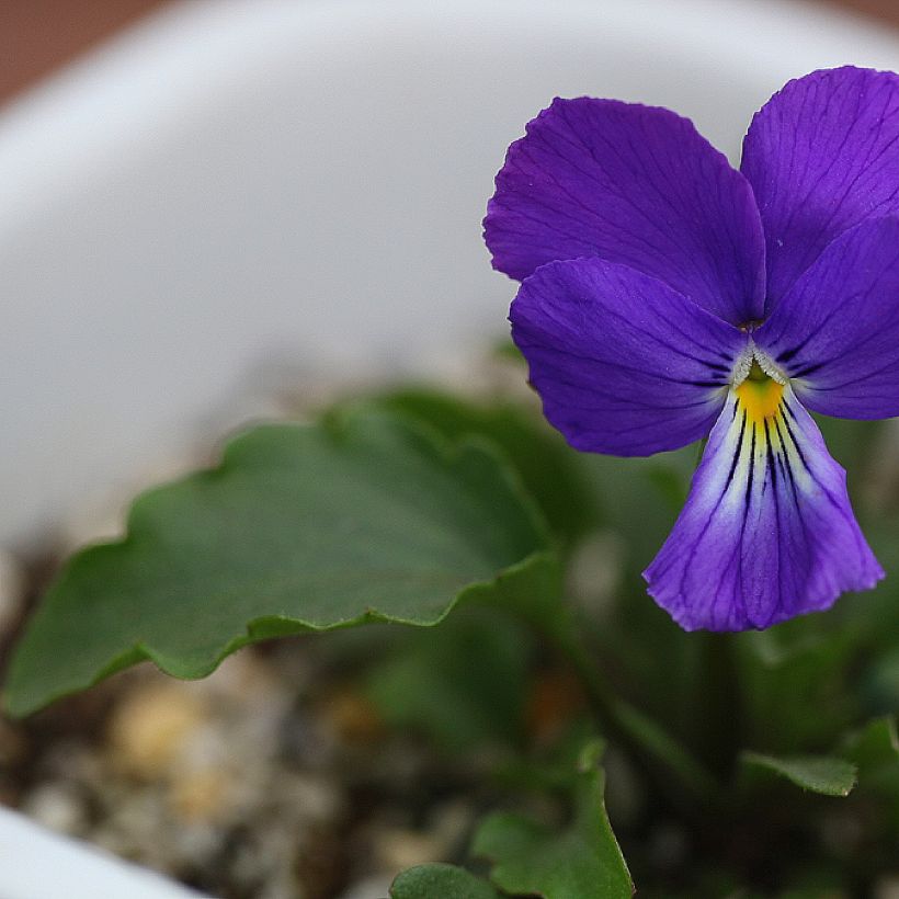 Viola corsica (Follaje)