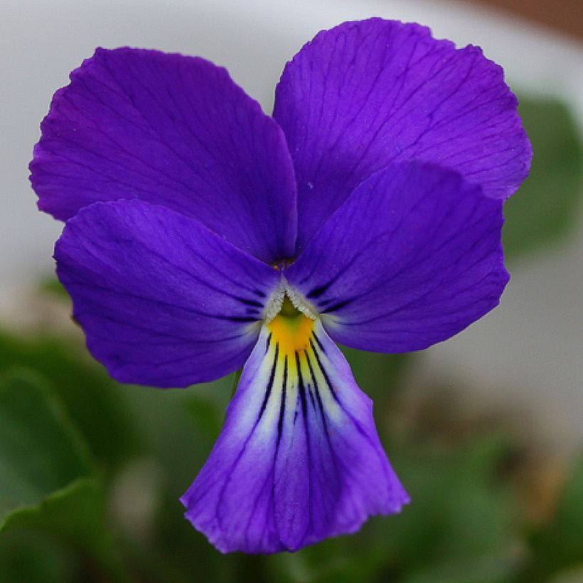 Viola corsica (Floración)