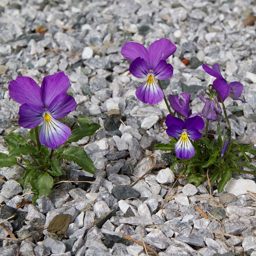 Viola corsica (Porte)