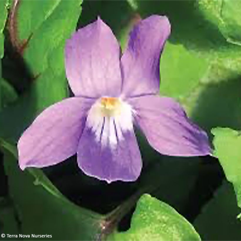 Viola koreana Heartthrob - Violeta (Floración)