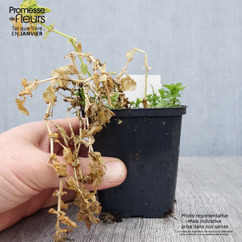 Viola cornuta Wisley White - Violeta Maceta de 8/9 cm Ejemplar entregado en invierno