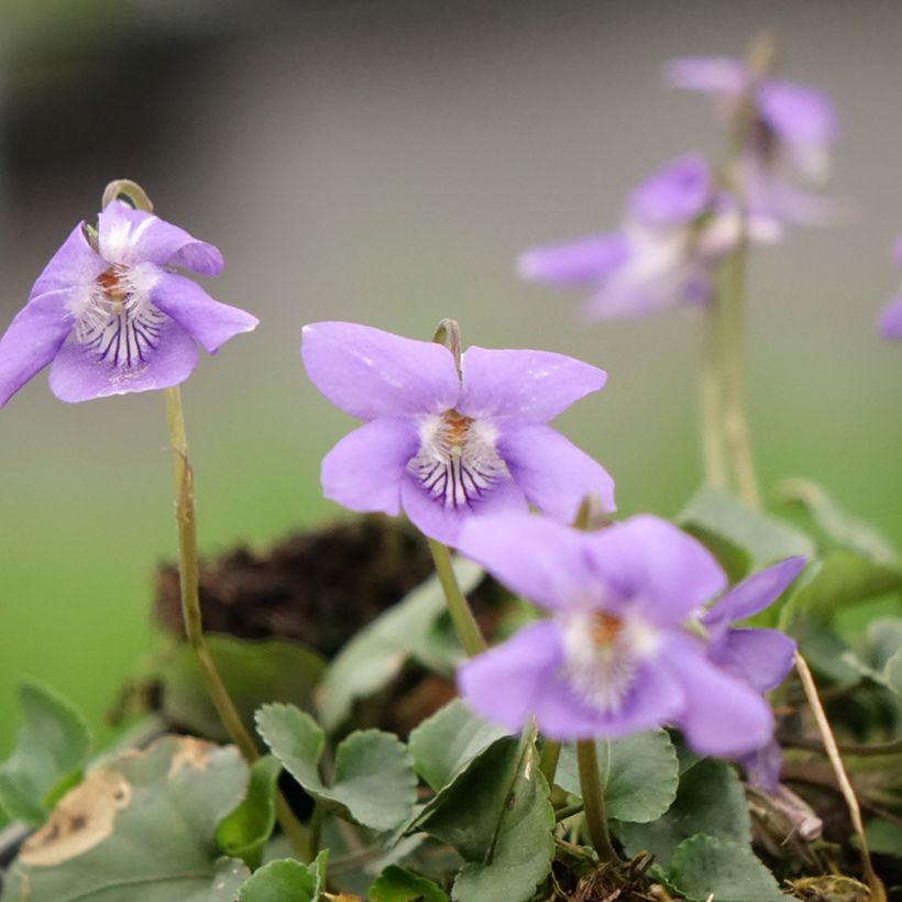Viola reichenbachiana (Floración)