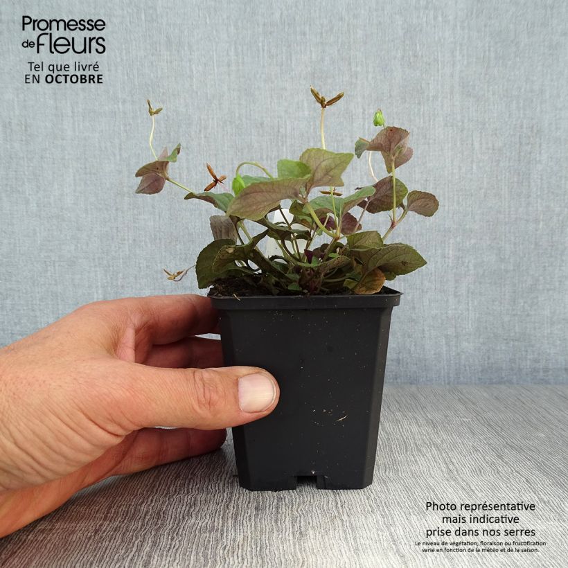 Ejemplar de Viola riviniana var. purpurea Maceta de 8/9 cm entregado en otoño