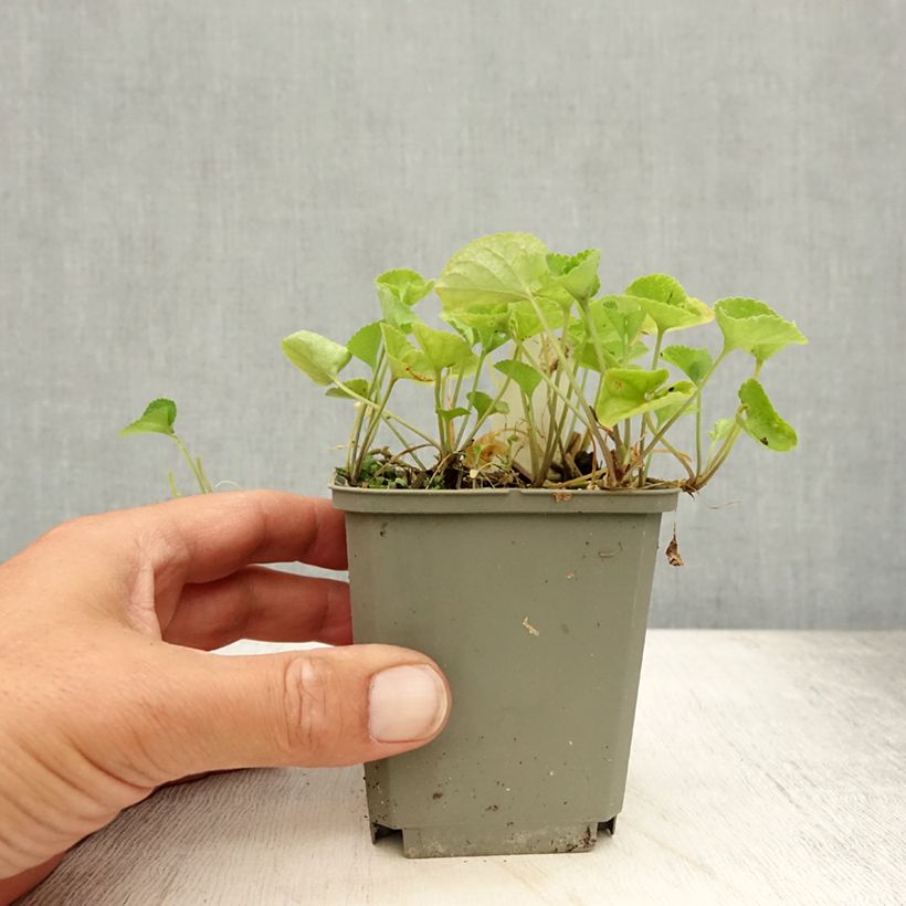 Ejemplar de Viola odorata Alba - Violeta Maceta de 8/9 cm entregado en verano