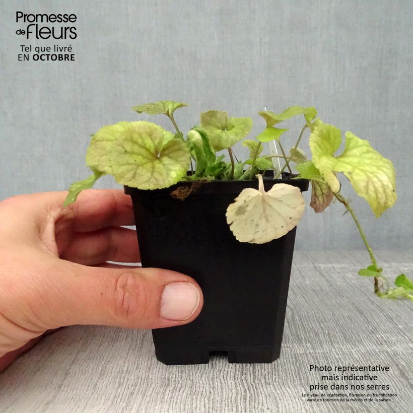 Ejemplar de Viola odorata - Violeta Maceta de 8/9 cm entregado en otoño