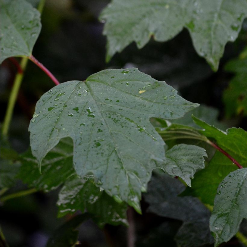 Bola de nieve - Viburnum opulus (Follaje)