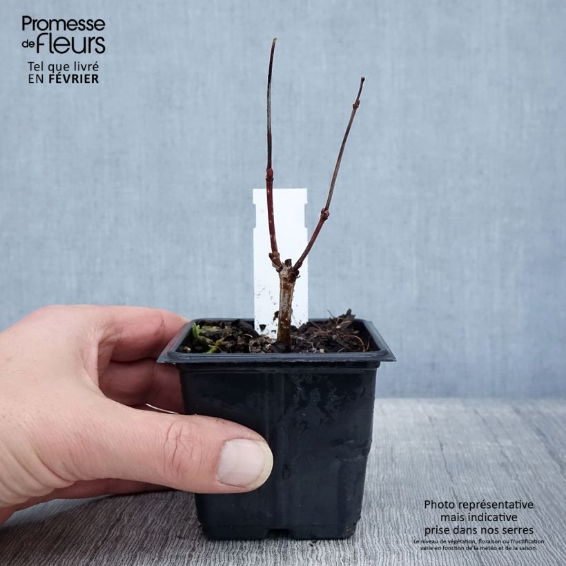 Viburnum opulus Roseum Maceta de 8/9 cm Ejemplar entregado en invierno