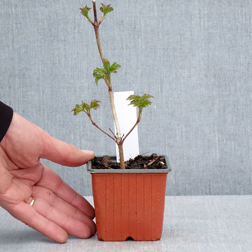 Viburnum opulus Roseum Maceta de 8/9 cm Ejemplar entregado en la primavera