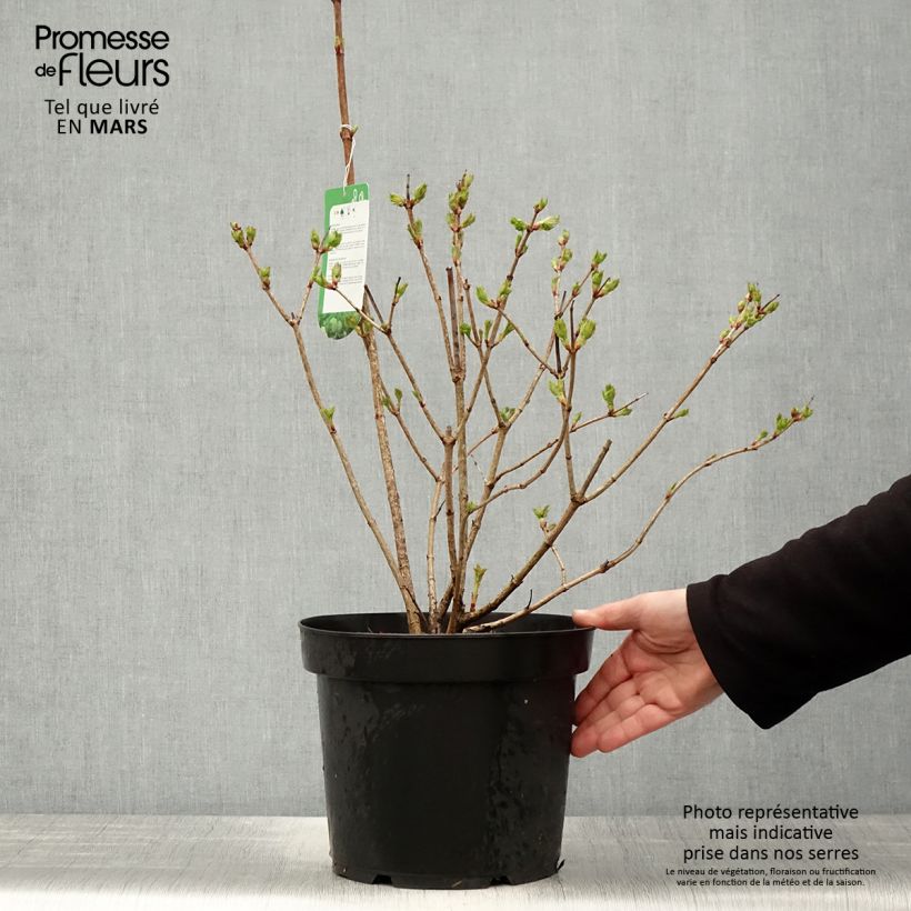 Viburnum opulus Roseum Maceta 7,5L/10L Ejemplar entregado en la primavera