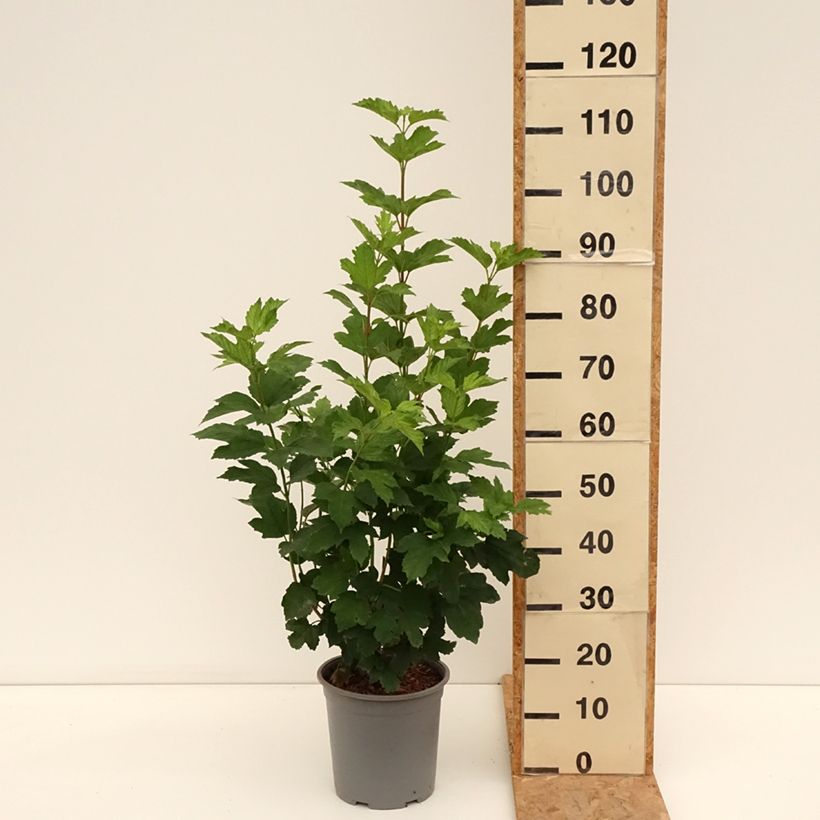 Ejemplar de Viburnum opulus Roseum Maceta 7,5L/10L entregado en verano