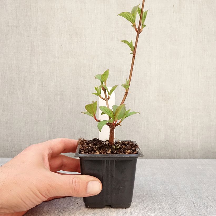 Viburnum bodnantense Charles Lamont - Viburno Maceta de 8/9 cm Ejemplar entregado en la primavera