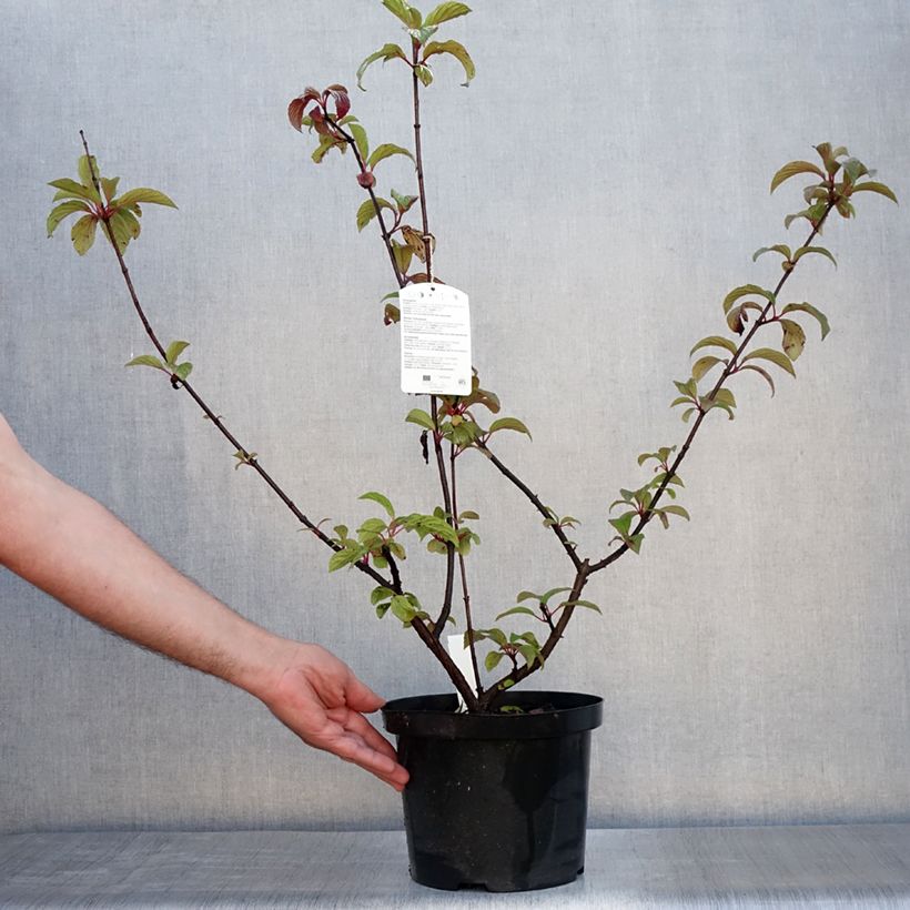 Ejemplar de Viburnum bodnantense Dawn - Viburno Maceta 6L/7L entregado en verano