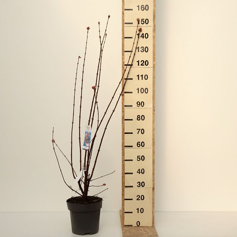 Viburnum bodnantense Dawn - Viburno Maceta 7,5L/10L Ejemplar entregado en invierno