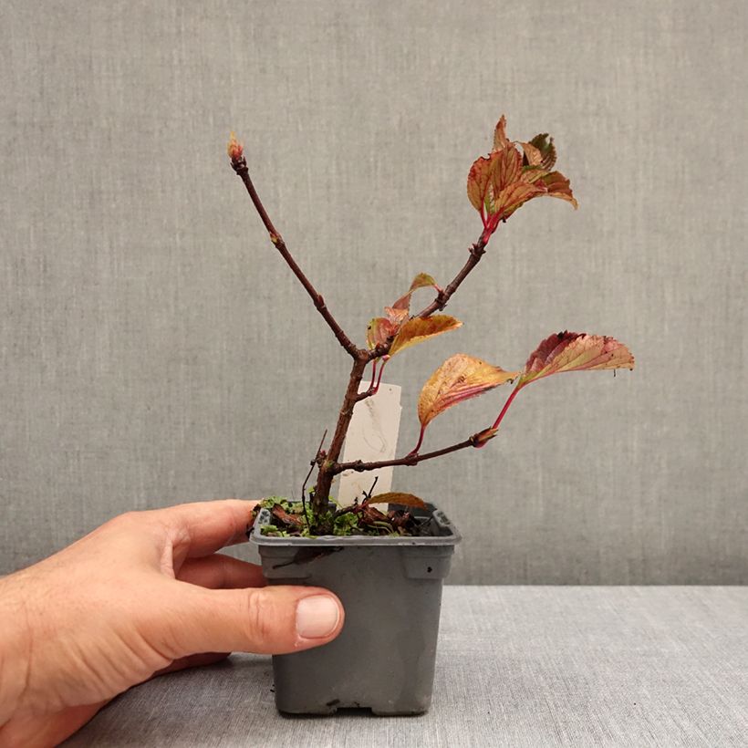 Ejemplar de Viburnum farreri - Viburno Maceta de 8/9 cm entregado en otoño