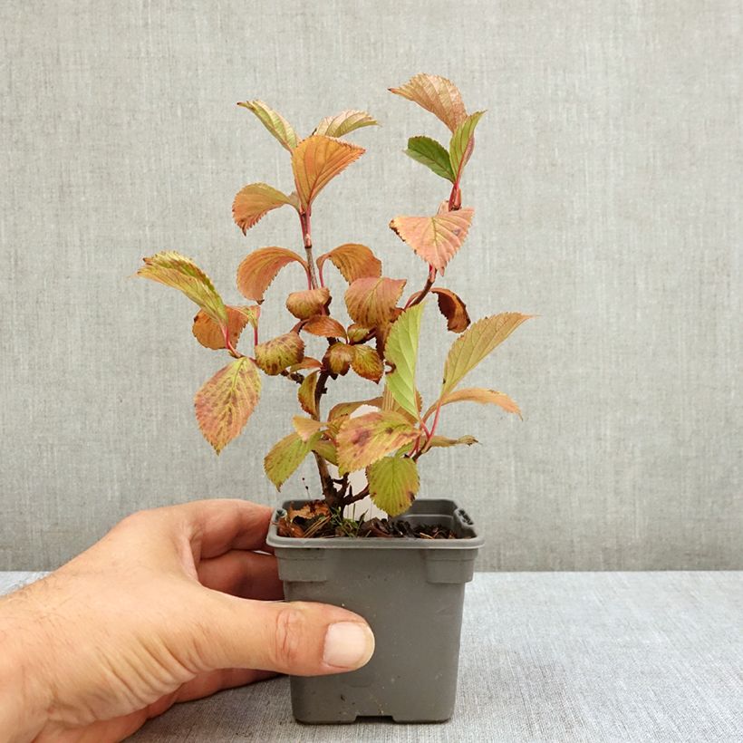 Ejemplar de Viburnum farreri - Viburno Maceta de 8/9 cm entregado en verano