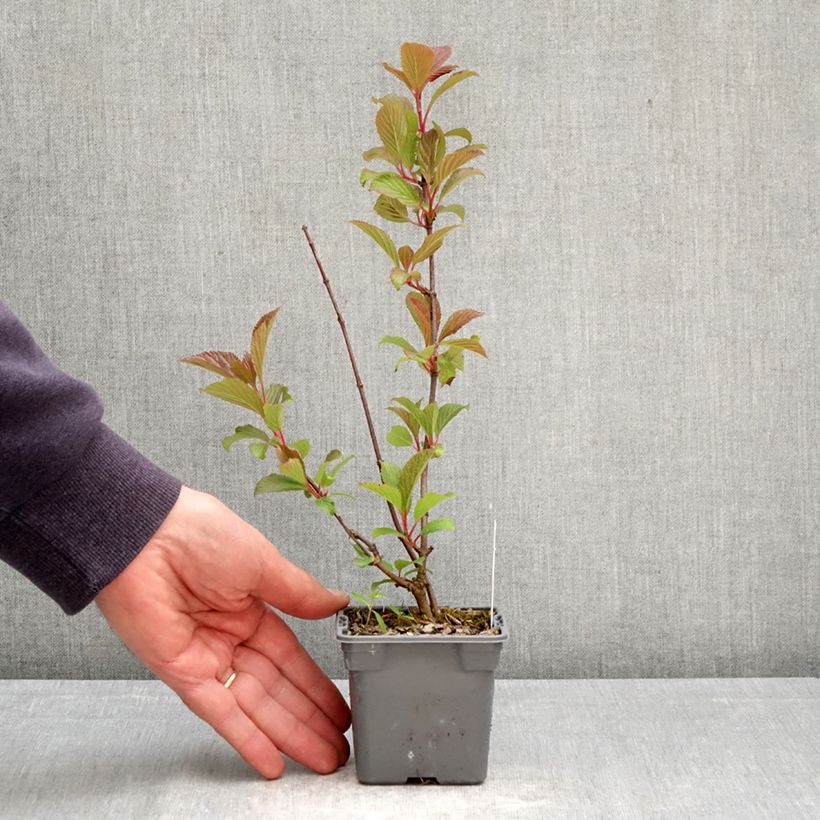 Viburnum farreri - Viburno Maceta de 8/9 cm Ejemplar entregado en la primavera