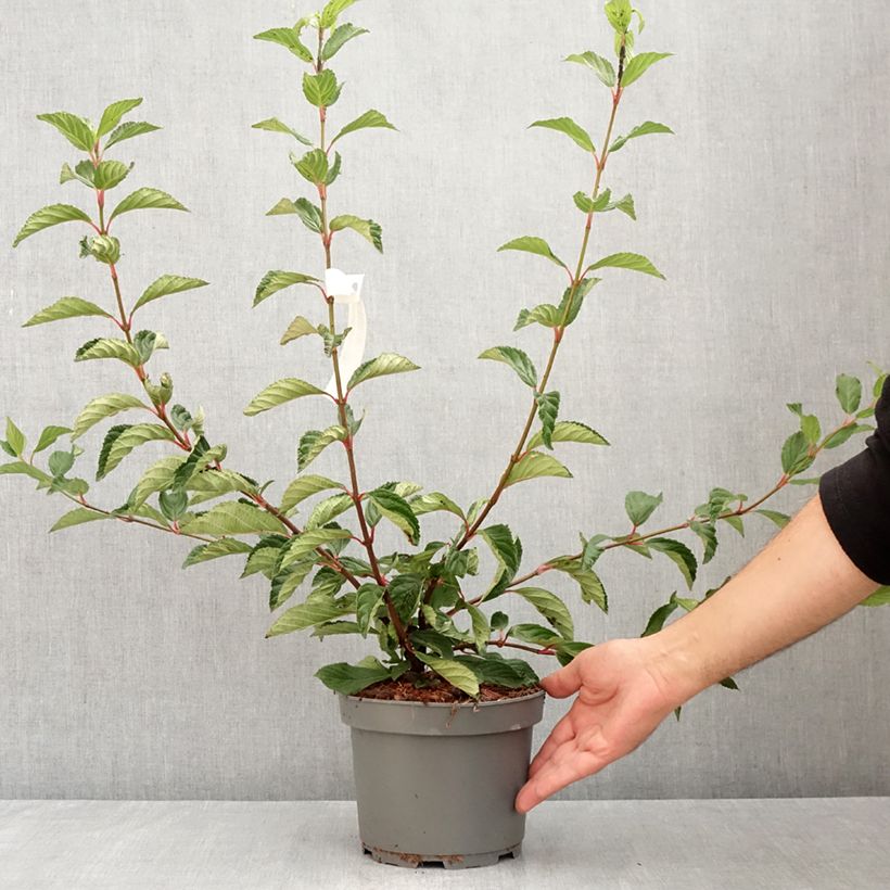 Ejemplar de Viburnum farreri - Viburno Maceta 2L/3L entregado en verano