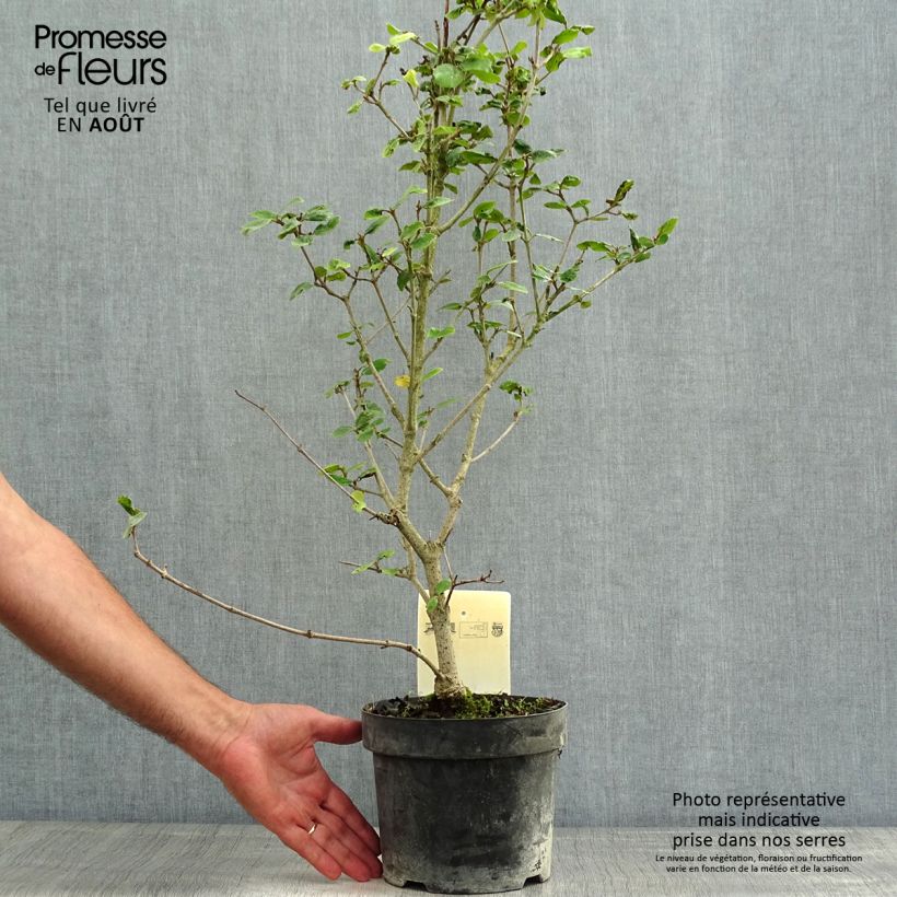 Ejemplar de Viburnum burkwoodii Ann Russell - Viburno Maceta 3L/4L entregado en verano