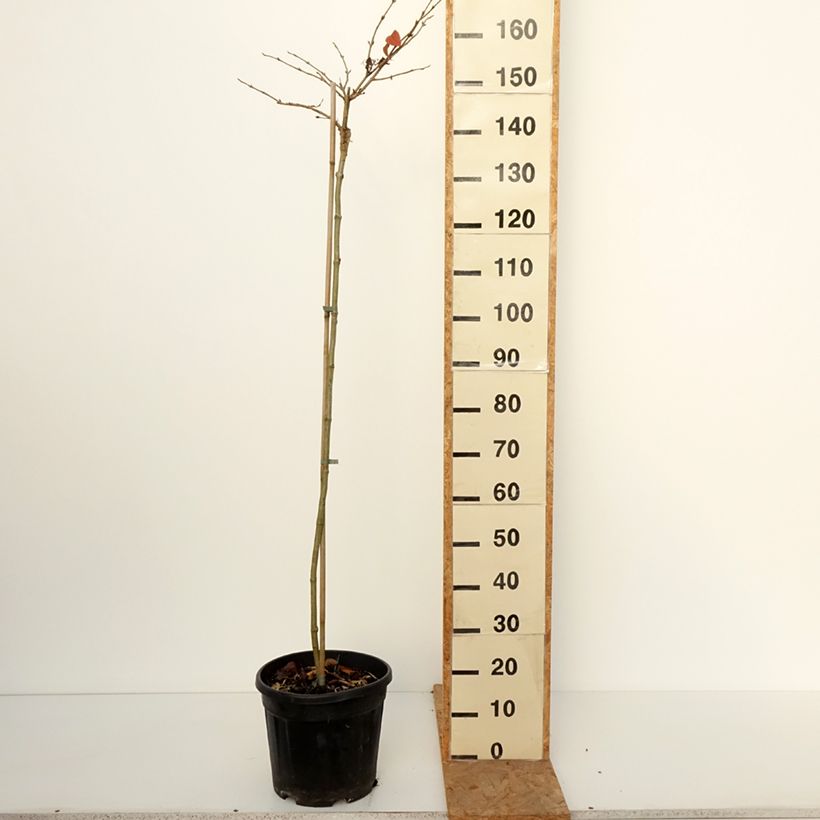 Ejemplar de Viburnum plicatum Cascade - Viburno de China Maceta 12L/15L, Tallo entregado en otoño