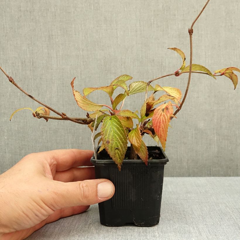 Ejemplar de Viburnum plicatum Kilimanjaro Sunrise - Viburno de China Maceta de 8/9 cm entregado en otoño