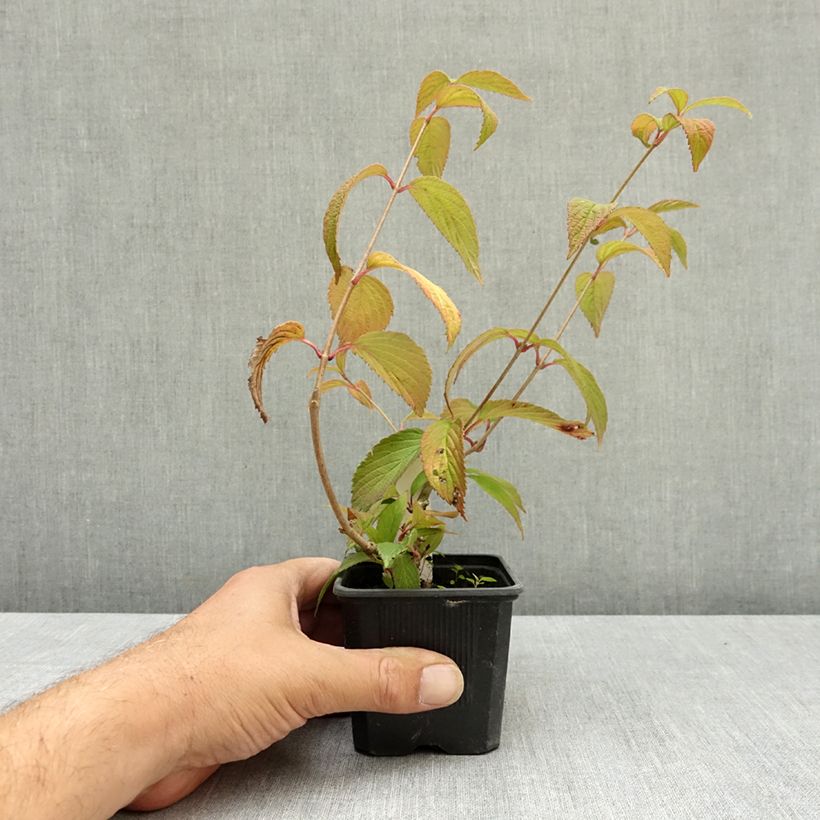 Ejemplar de Viburnum plicatum Kilimanjaro Sunrise - Viburno de China Maceta de 8/9 cm entregado en verano