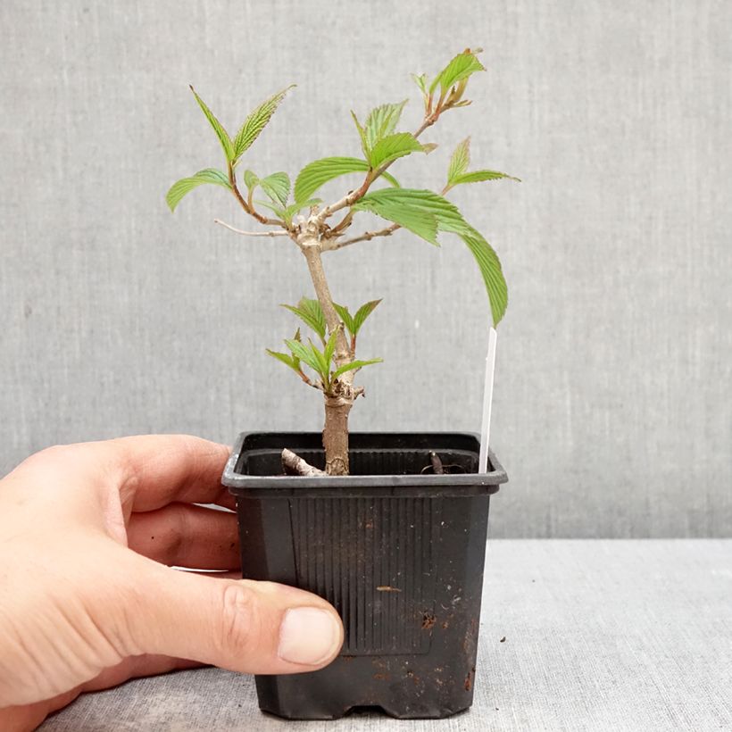 Viburnum plicatum Kilimanjaro Sunrise - Viburno de China Maceta de 8/9 cm Ejemplar entregado en la primavera